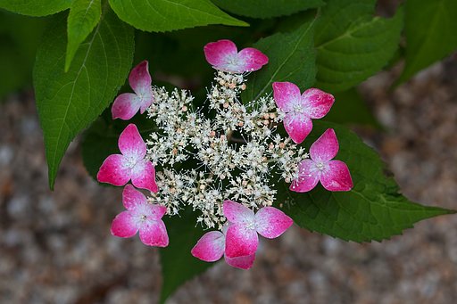 EF100mm F2.8 L MACRO