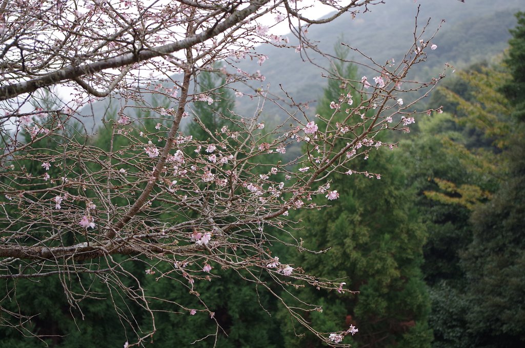 冬桜