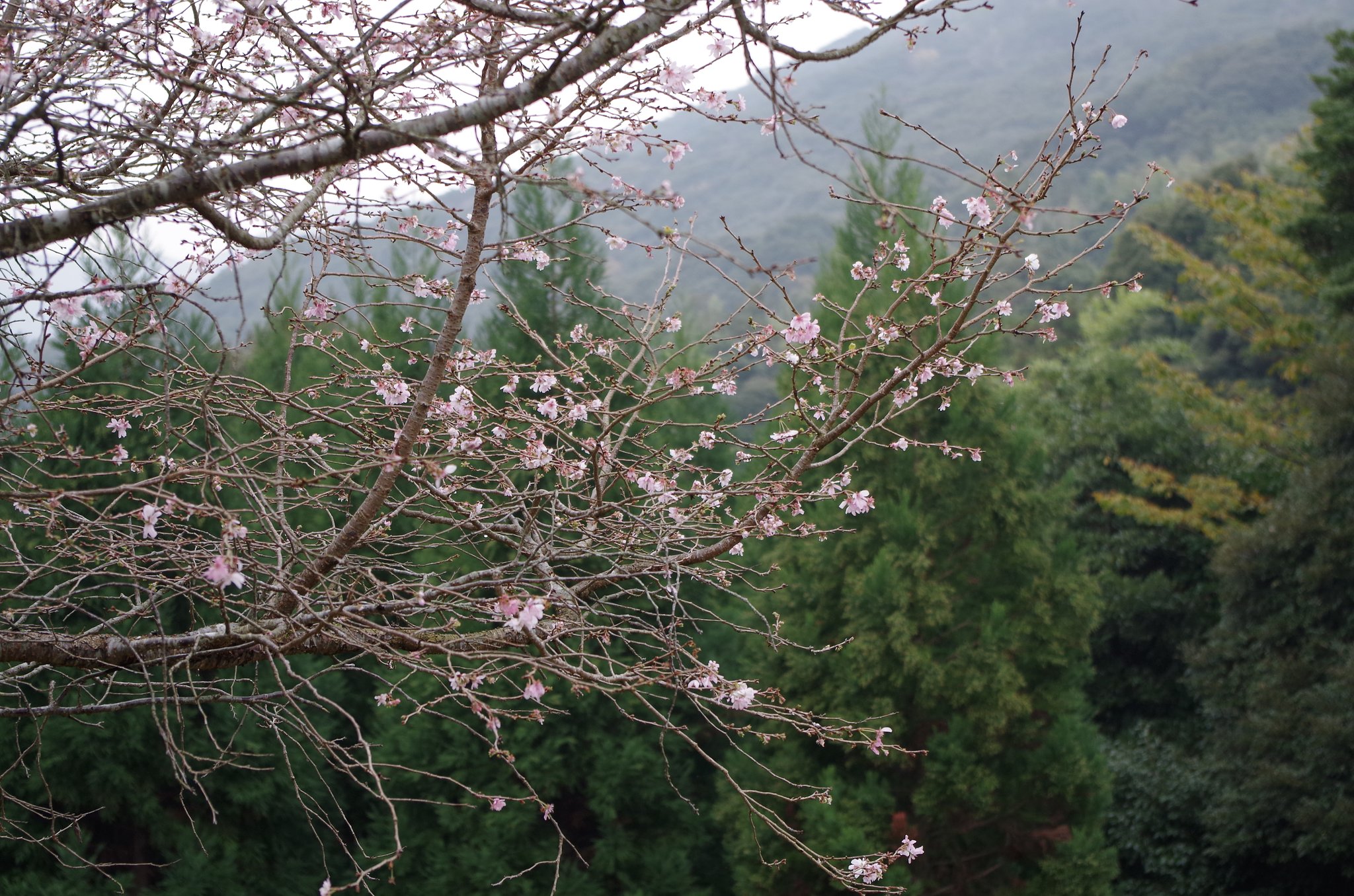 冬桜