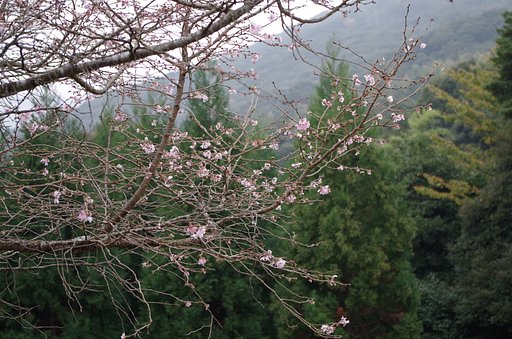 冬桜