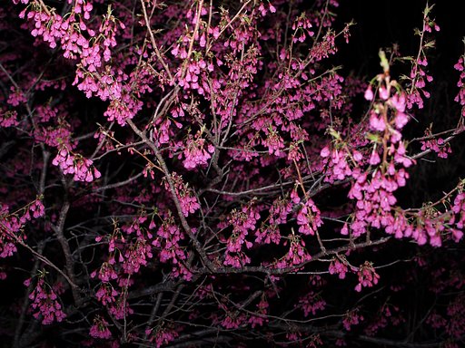 夜の緋寒桜(寒緋桜）