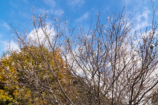 冬桜