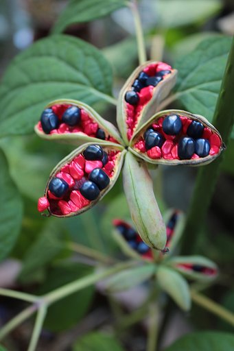 芍薬の実