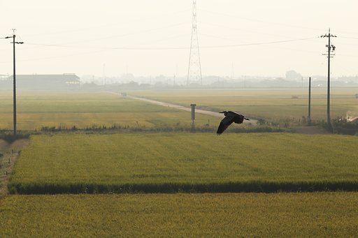BIG BIRD