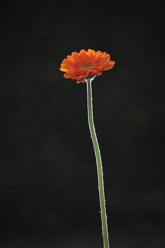 わたしを見て・・