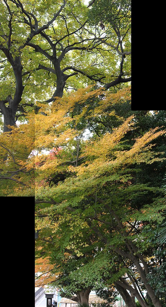 上へ上へと大樹の森