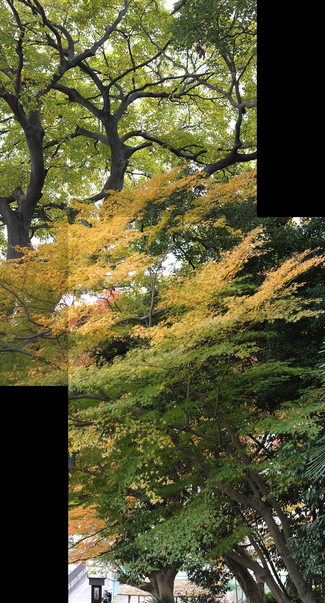 上へ上へと大樹の森