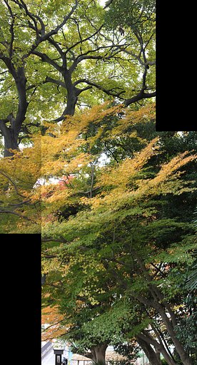 上へ上へと大樹の森