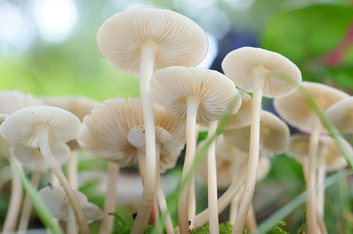 【秋】森の傘の森