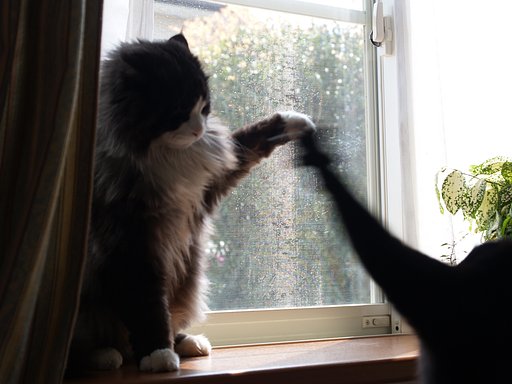【出】た！必殺猫パンチ第二弾