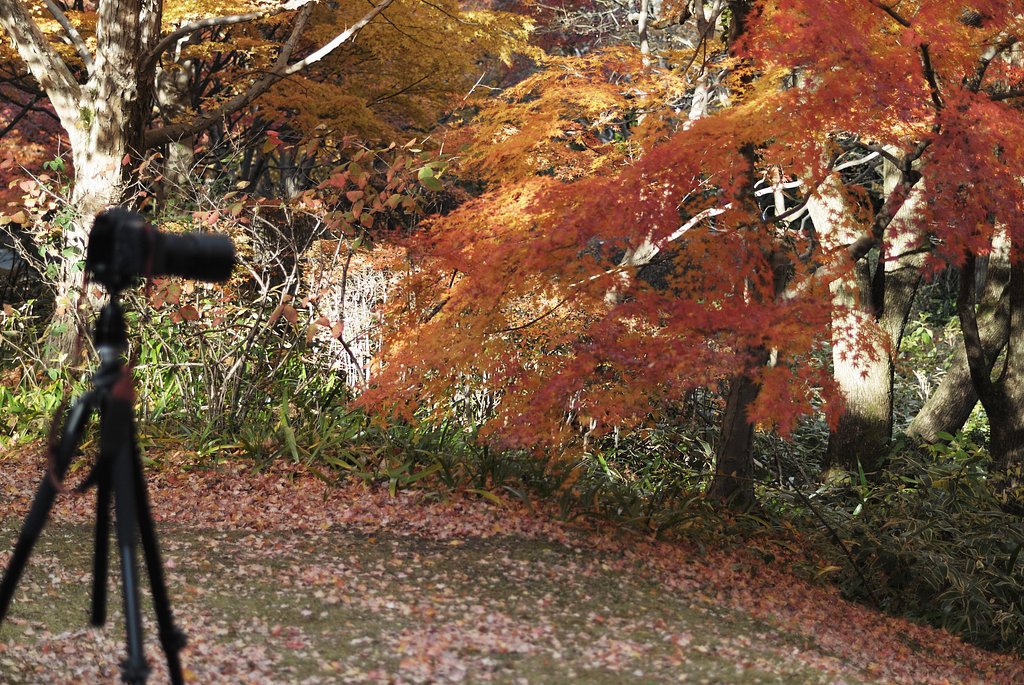 紅葉撮り