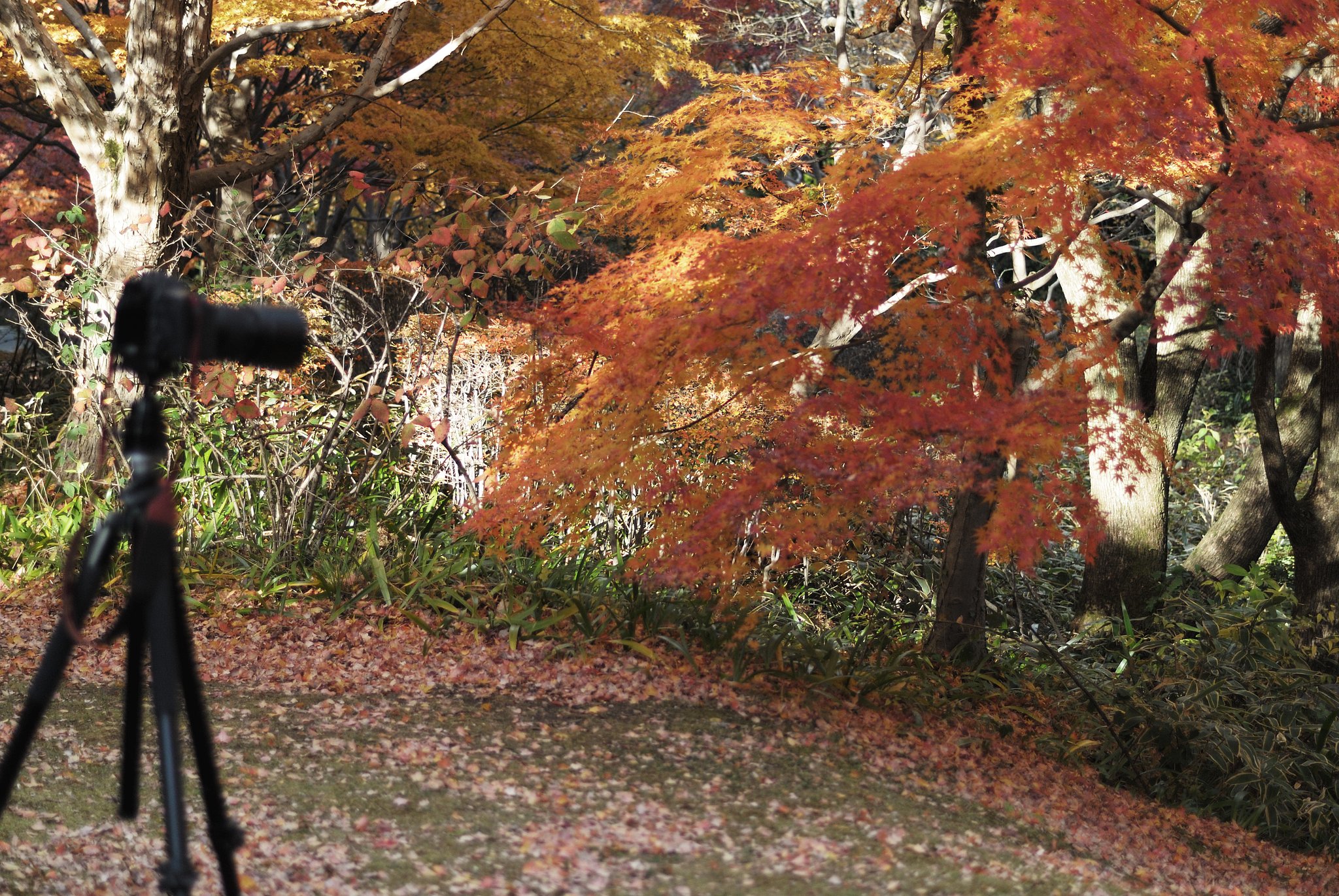 紅葉撮り