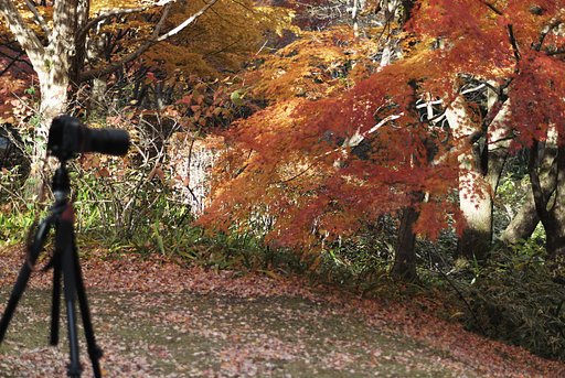 紅葉撮り
