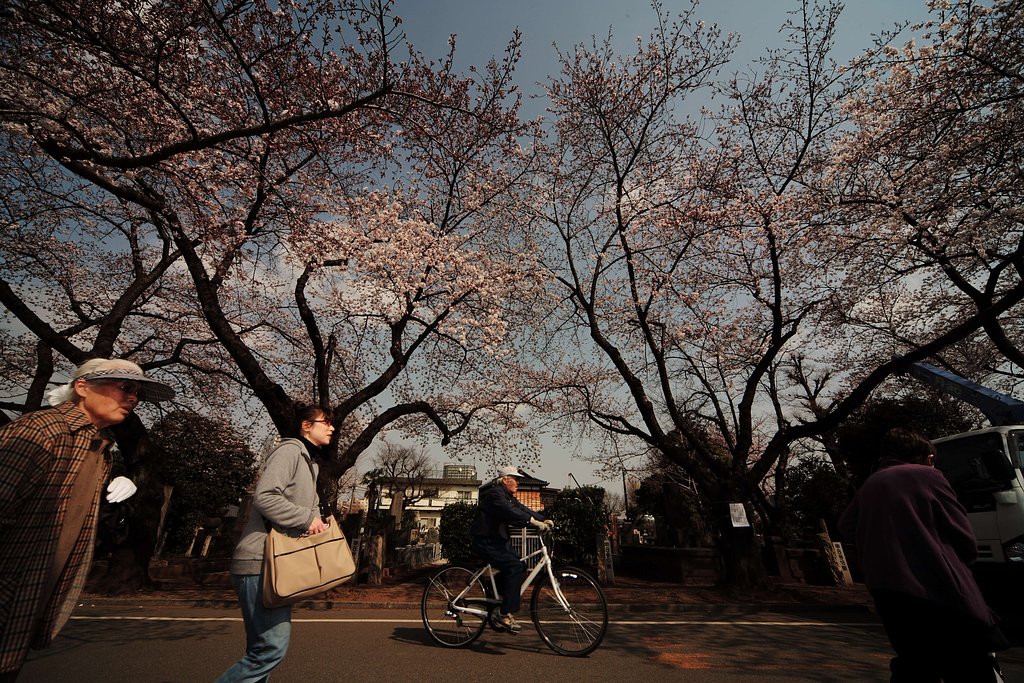 谷中の桜
