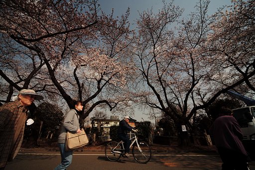 谷中の桜