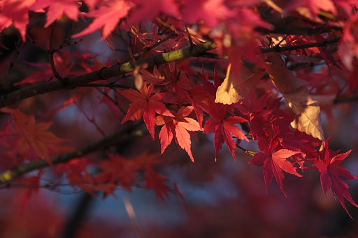 風紅葉
