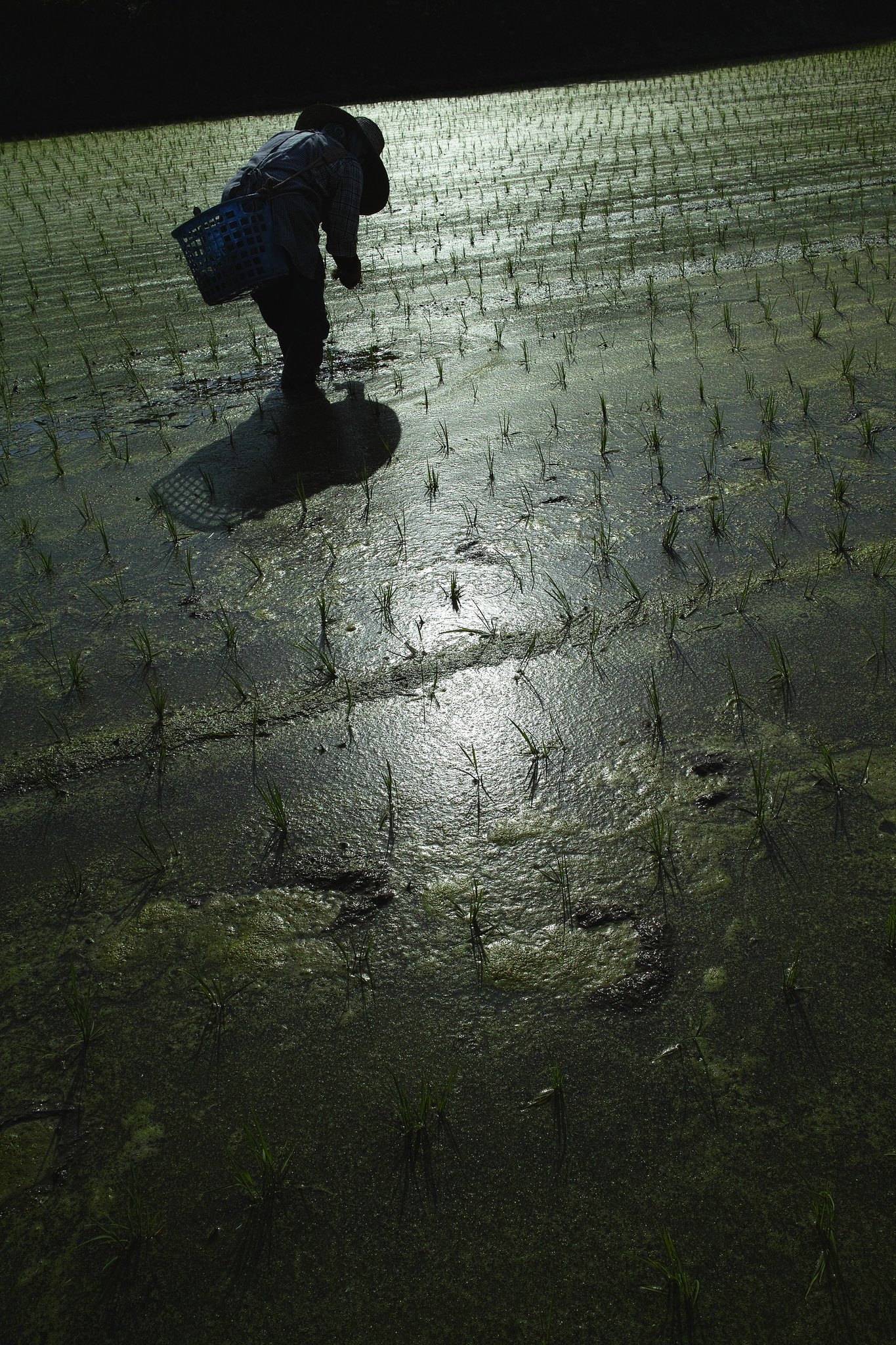 田植え