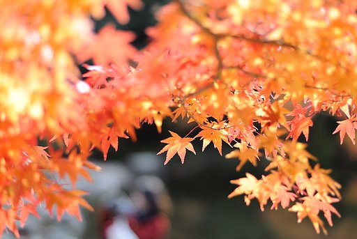 紅葉と女の子