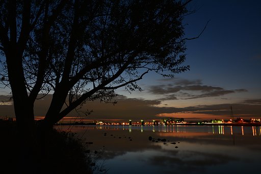 夜明けの樹と鉄塔