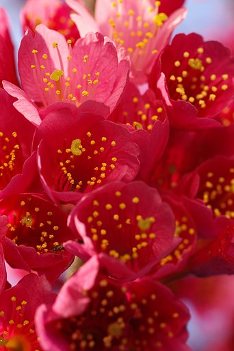 花粉まみれ