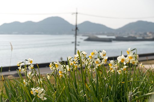 水仙２