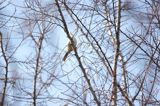 春の空、声高らかに鶯歌う