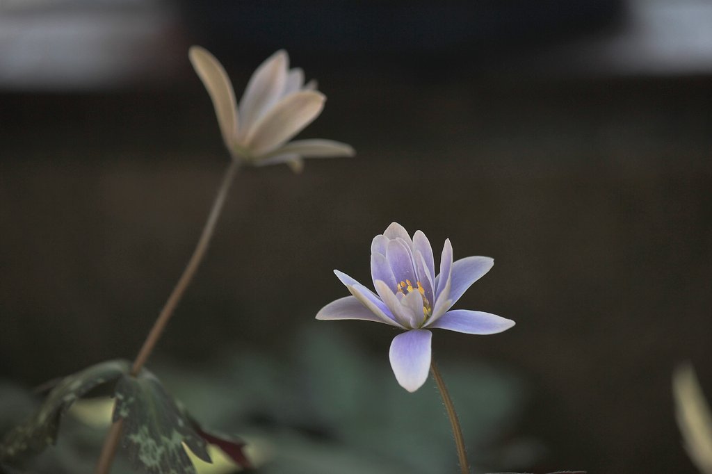 ユキワリイチゲ