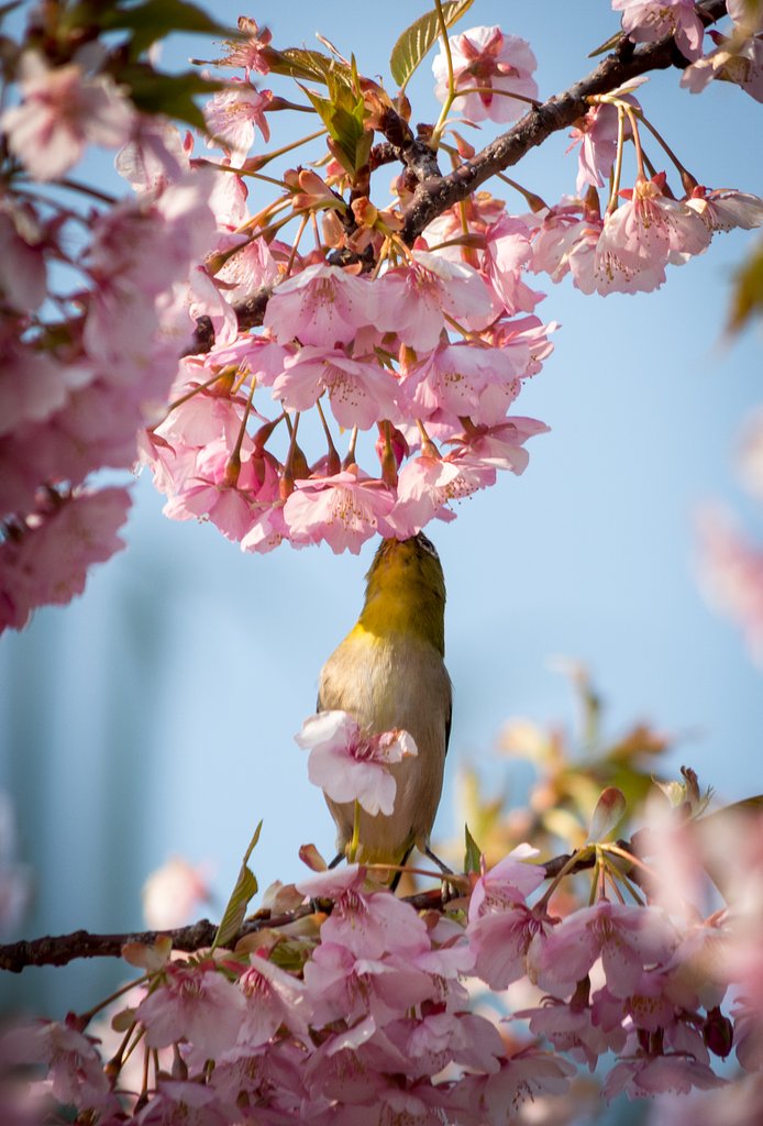 河津桜