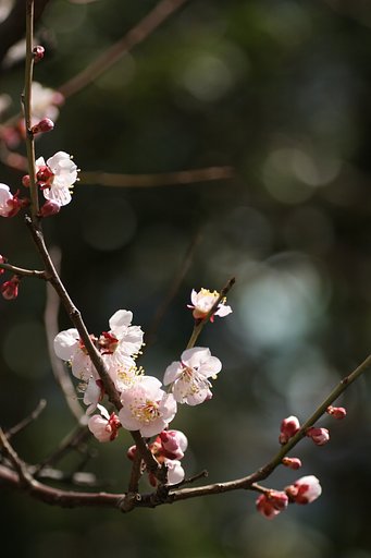 豊後梅