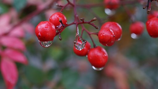 雨の合間に