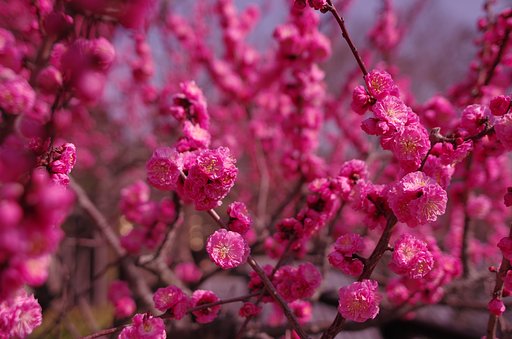 幾重にも・・