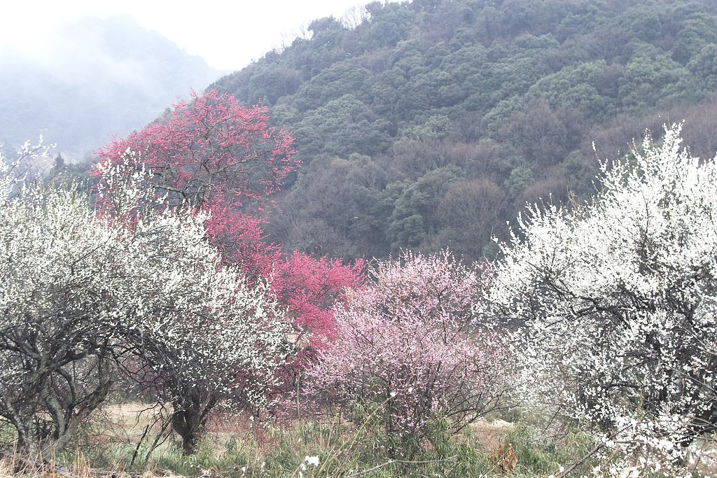 梅香郷