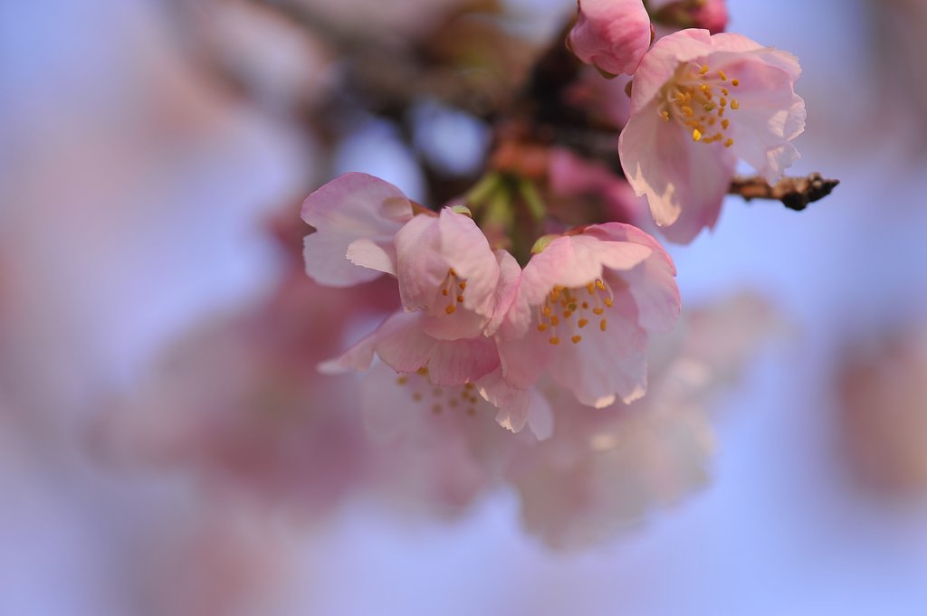 桜　２０１４