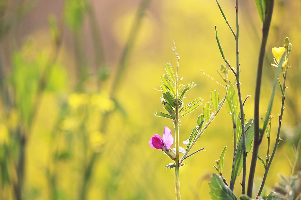 菜の花とカラスノエンドウ
