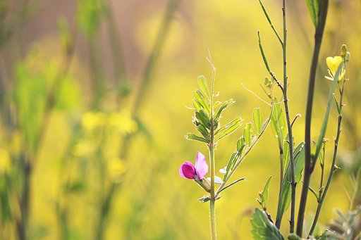 菜の花とカラスノエンドウ