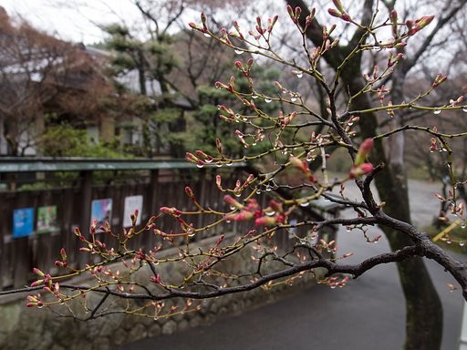 花時の雨