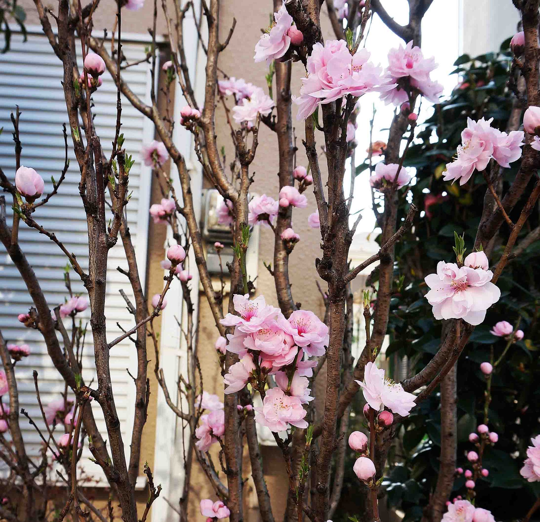 「　花　桃　」