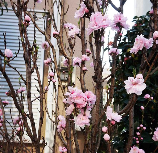 「　花　桃　」