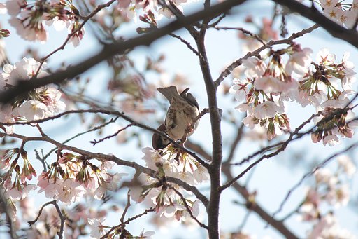 スズメのおやつ