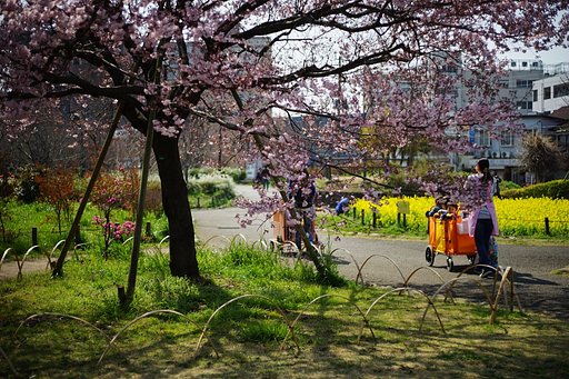 桜の散歩