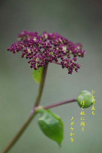 【秋】　ノダケ