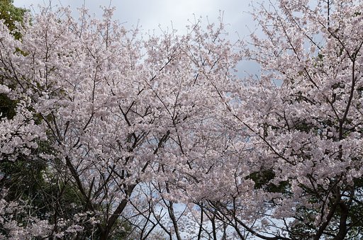 ソメイヨシノ