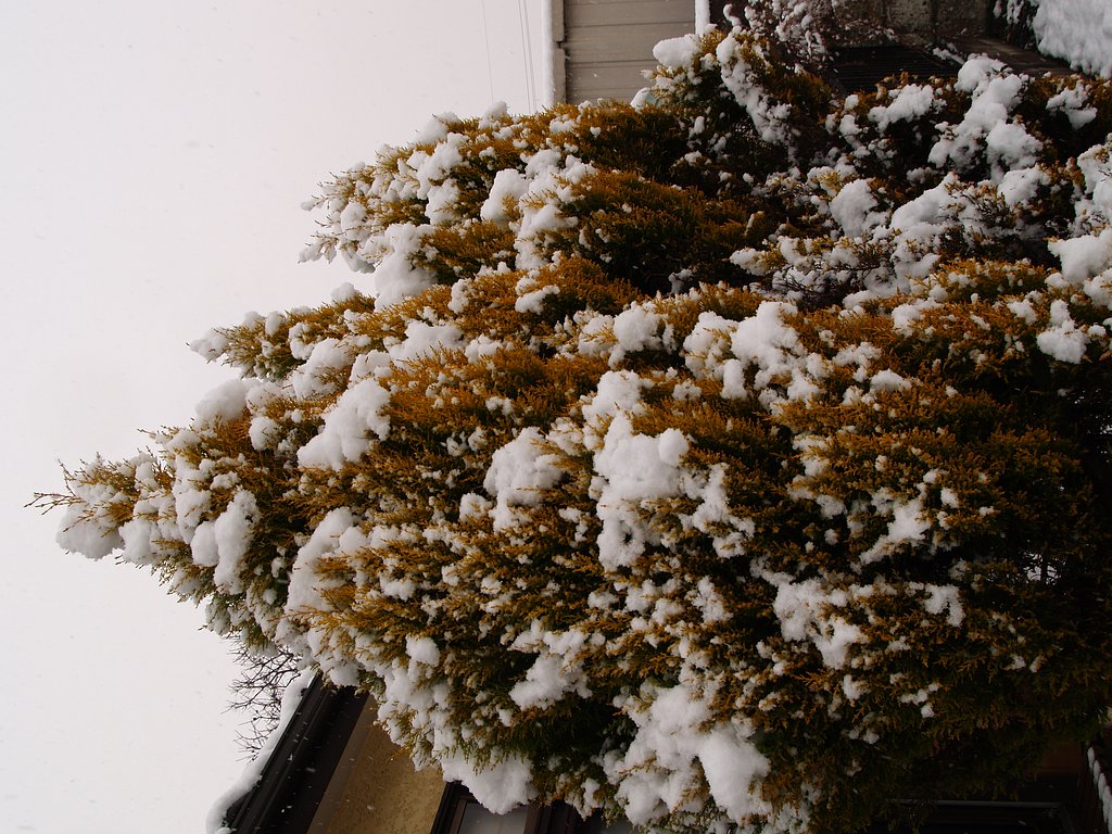 こっちではこれでも大雪・・・