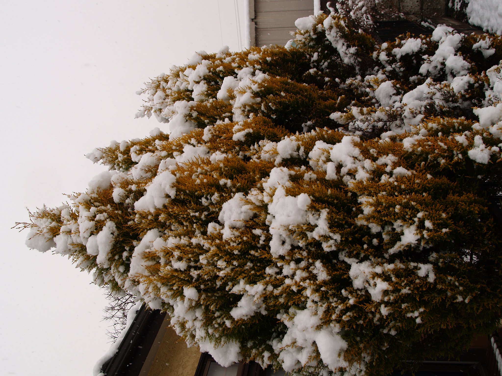 こっちではこれでも大雪・・・