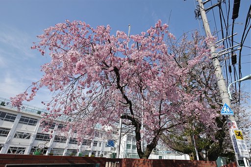 帰・シダレザクラ