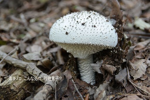 【秋】白いキノコ