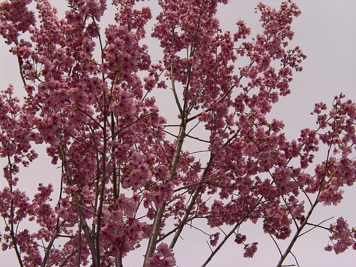 ピンク色の桜