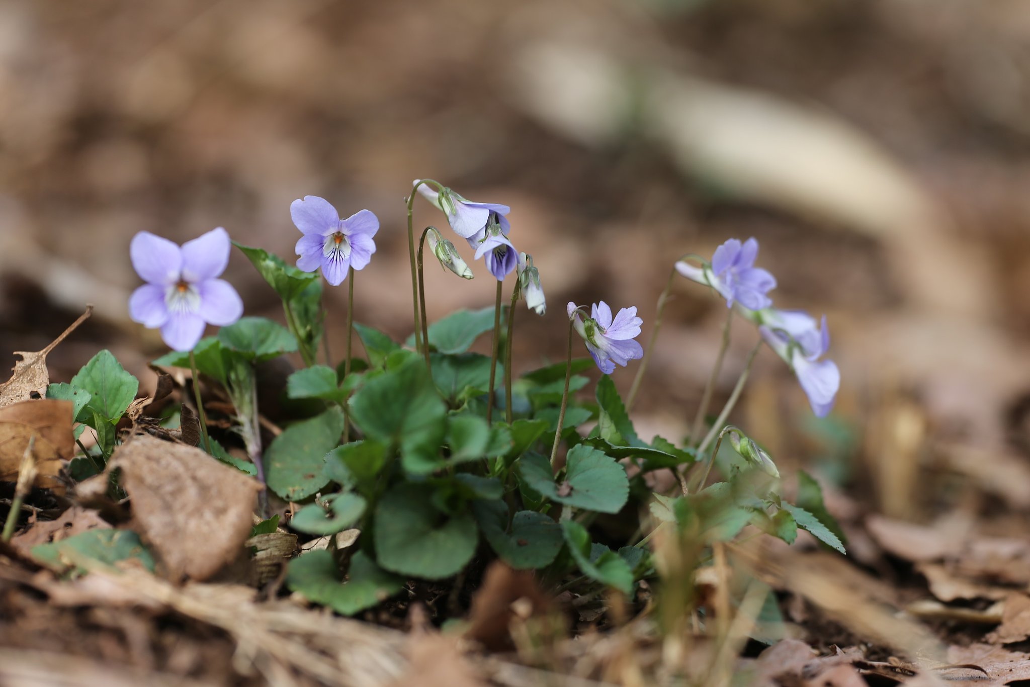♪スミレの花咲くころ・・・♪