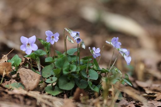 ♪スミレの花咲くころ・・・♪