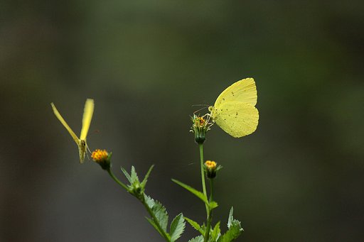 お山のキタキチョウ（繋いで）